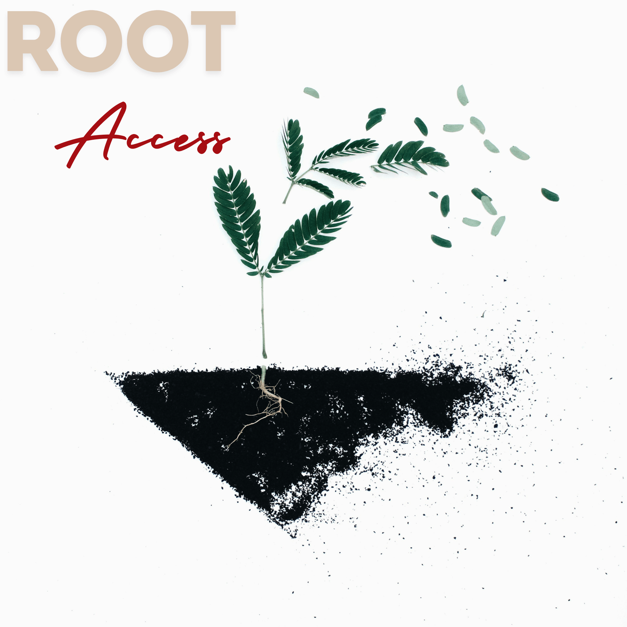 Root Access cover art