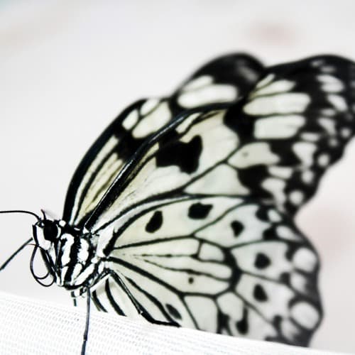The Butterfly Archives cover art